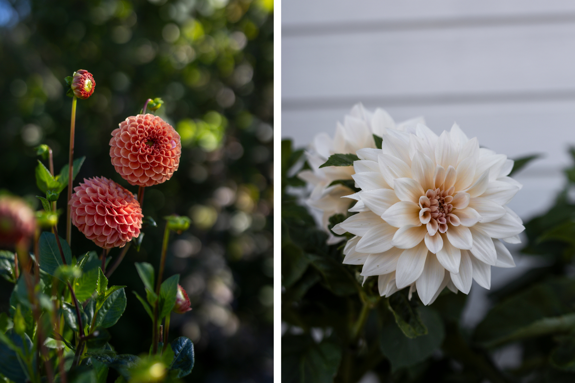 Hemtrevligt och stilfullt boende med fantastik baksida!